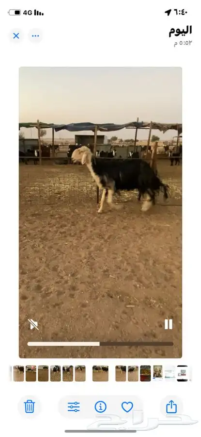 فحل نجدي 0