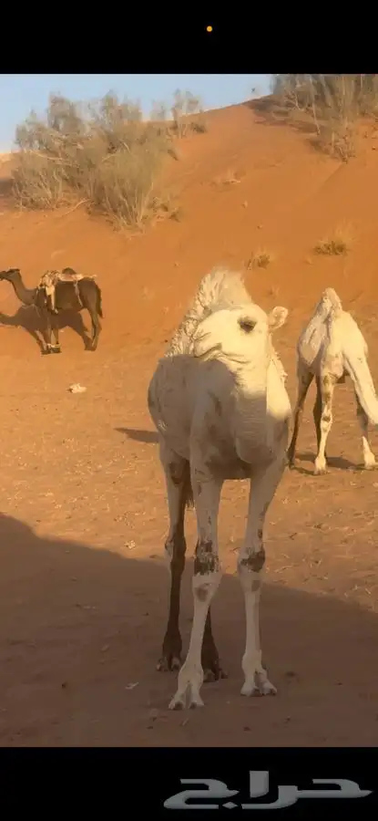 قعود 0