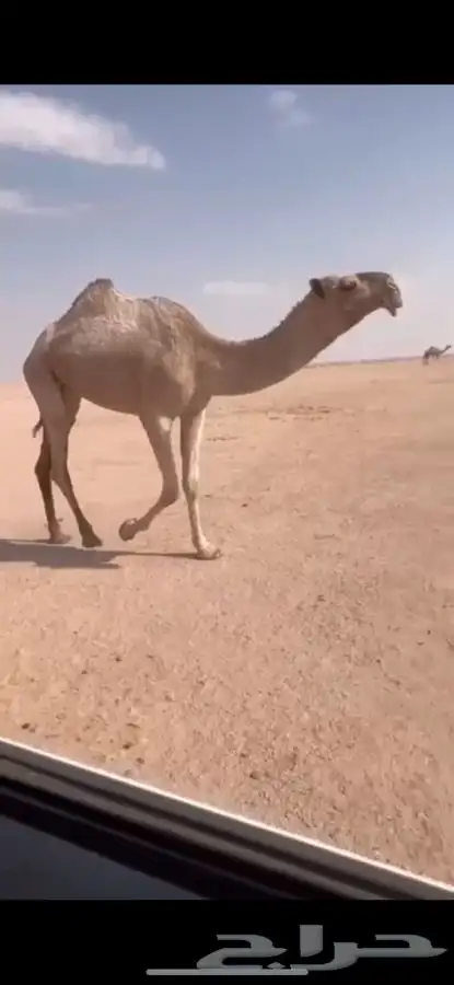 للبيع بكره شعلا كفووو 0