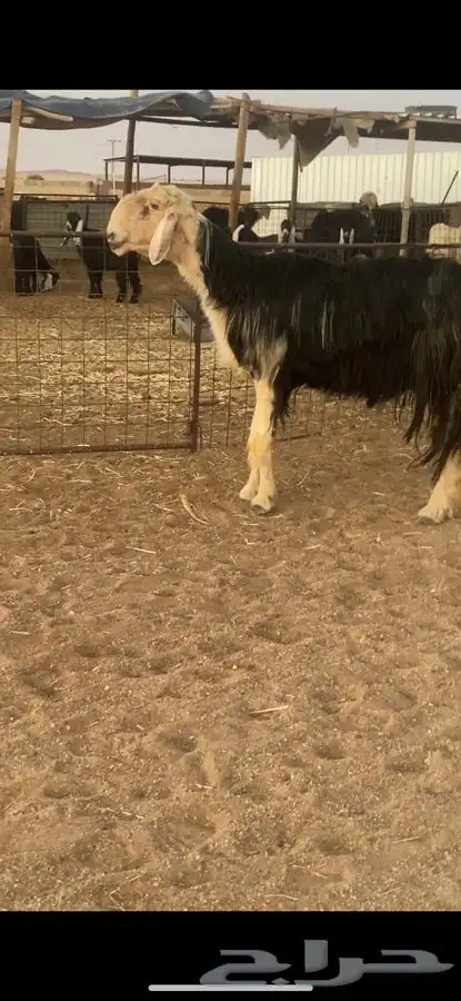 فحل نجدي 5