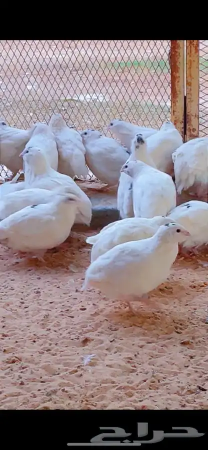 سمان تكساس العملاق 1