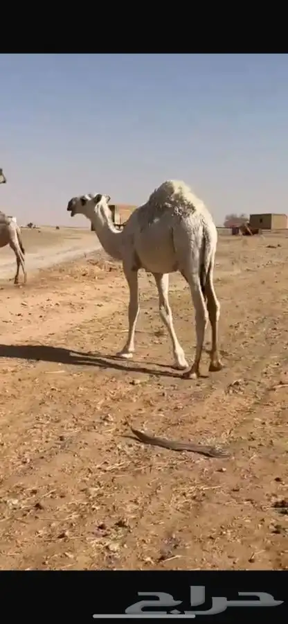 للبيع حشو 2