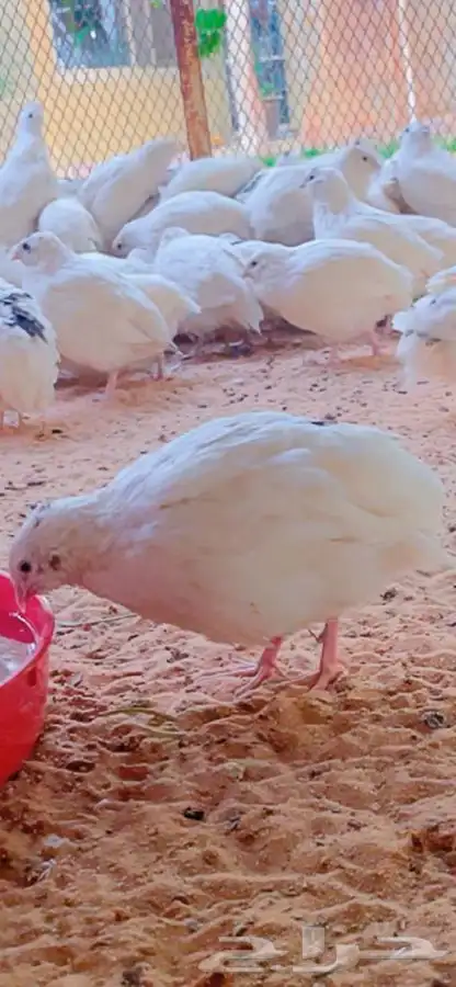 سمان تكساس العملاق 0