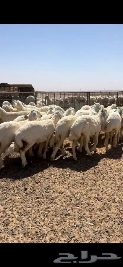 جذعات حريات مقنوي طيبة 2