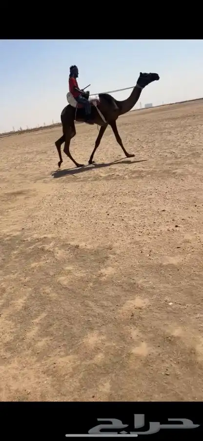 رحول مجهم سنها جذعه 0
