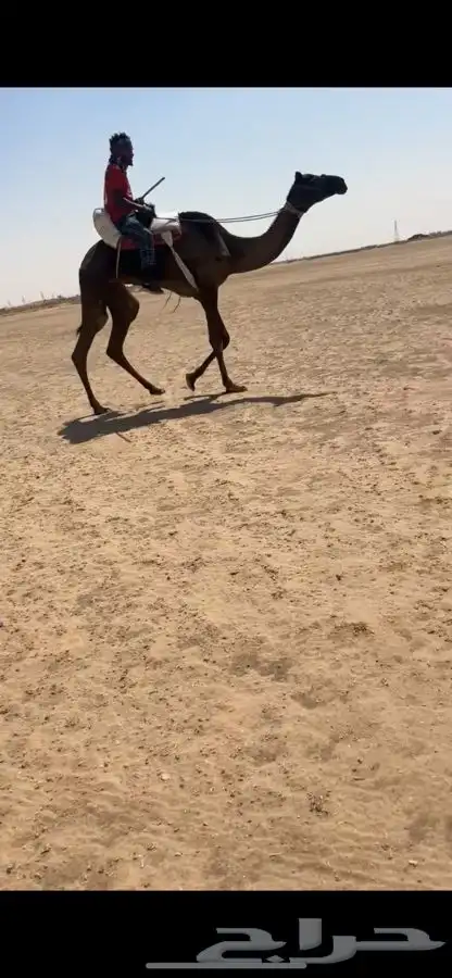 رحول مجهم سنها جذعه 1