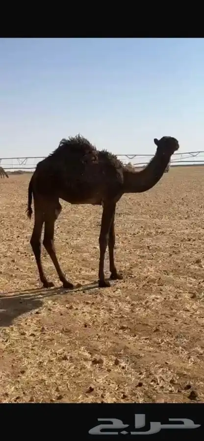 للبيع حشو 0