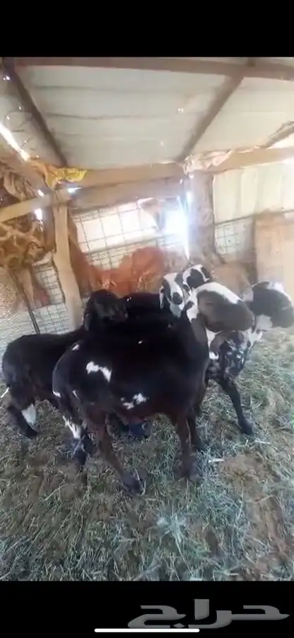طليان سواكن مقفلة شحم ومرابي 0