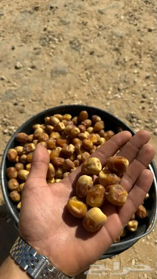 تمور بالكيلو كميات محدودة بيع جملة 0