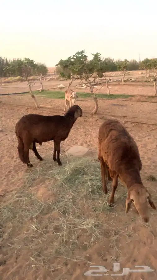 طليان سواكن 0
