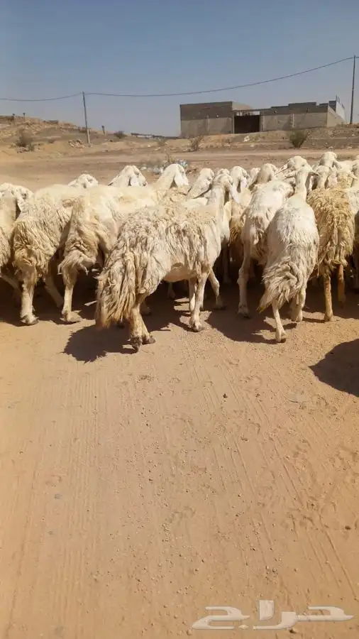 غنم 5