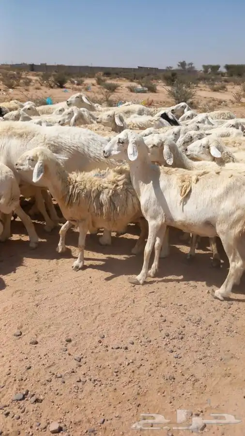 غنم 6