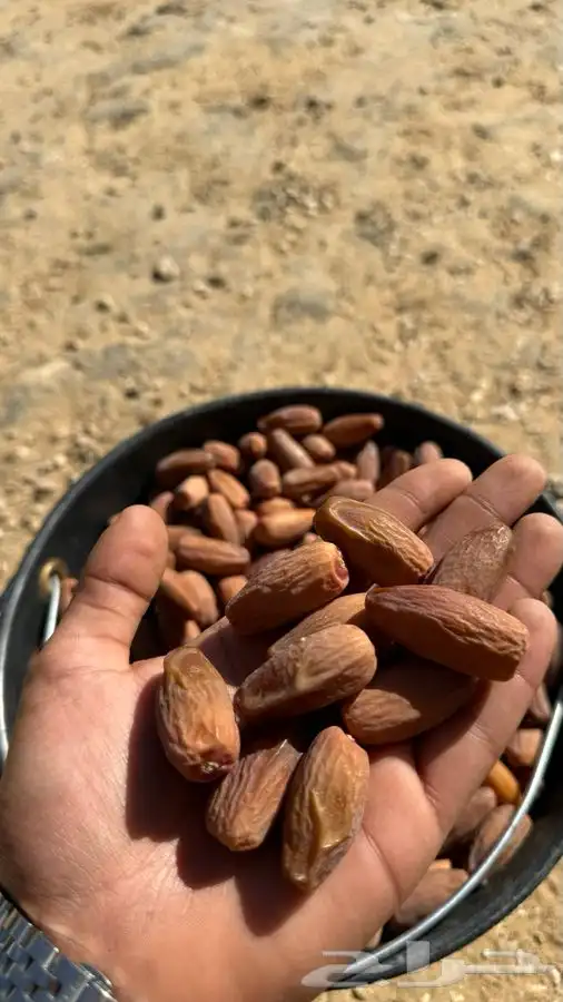 تمور بالكيلو كميات محدودة بيع جملة 4