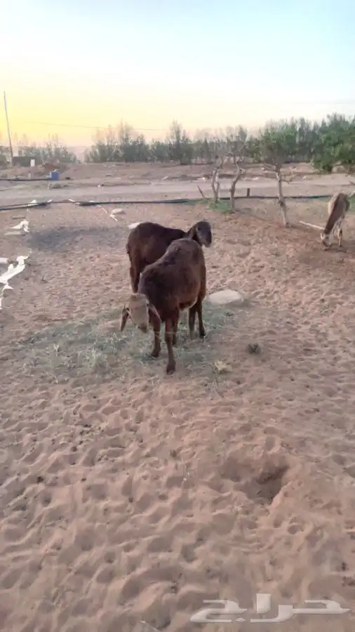 طليان سواكن 1