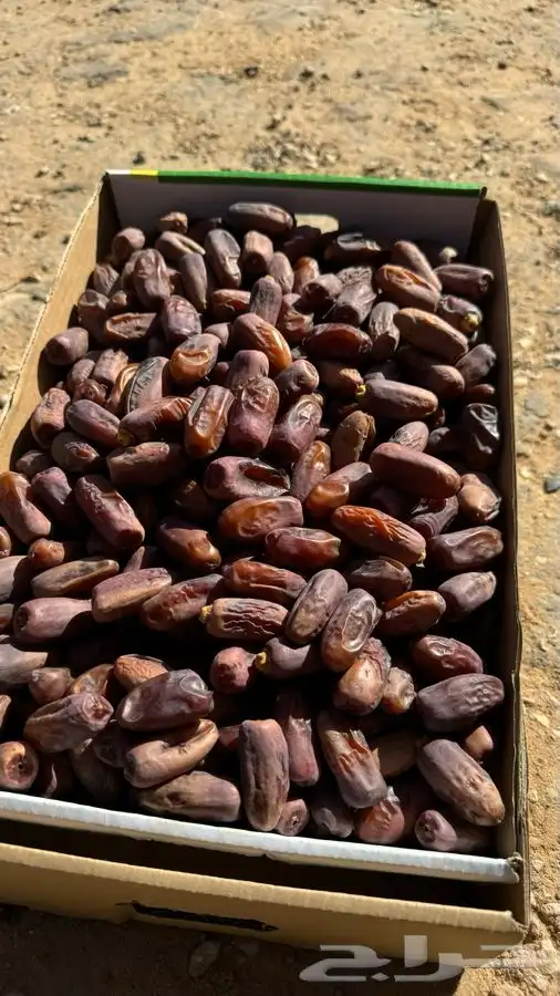 تمور بالكيلو كميات محدودة بيع جملة 3