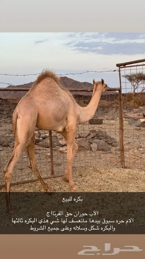 السلام عليك اعرضلكم بكره الأب حوران حق الفرتااج 0