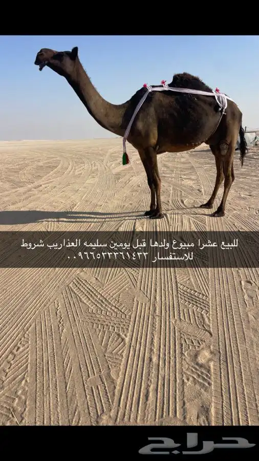 للبيع عشرا مبيوع ولدها امس 0