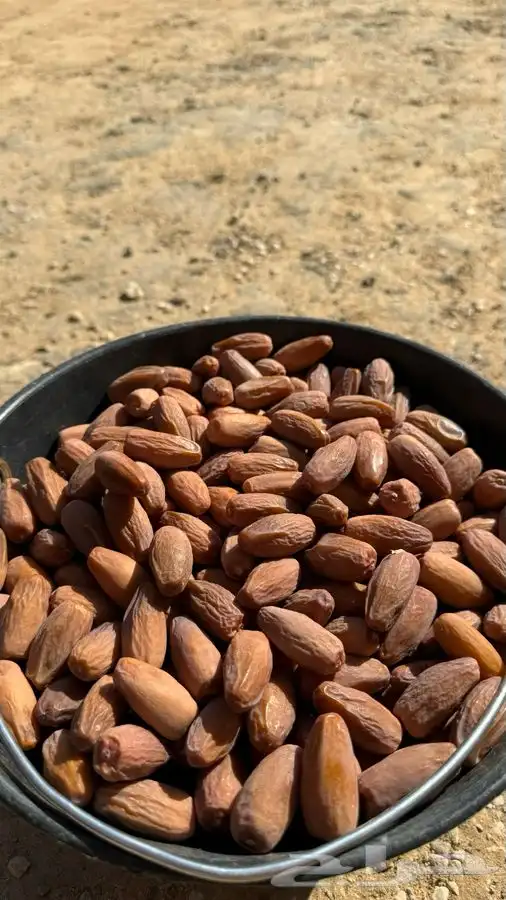 تمور بالكيلو كميات محدودة بيع جملة 5