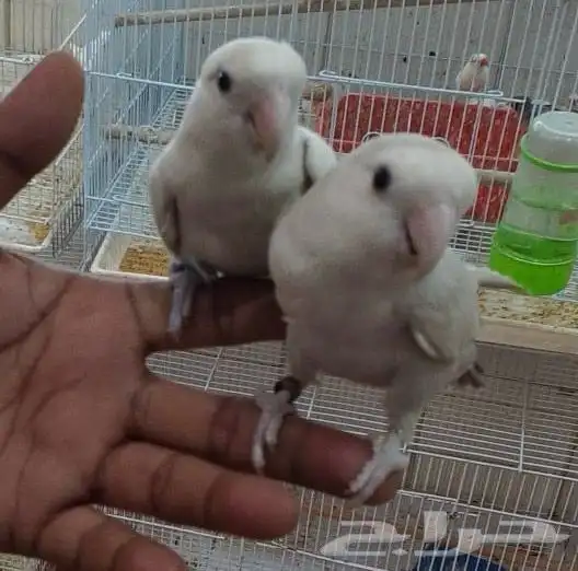 جوز روز مع القفص 1