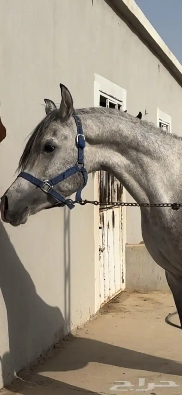 خيل عربي شعبي 5