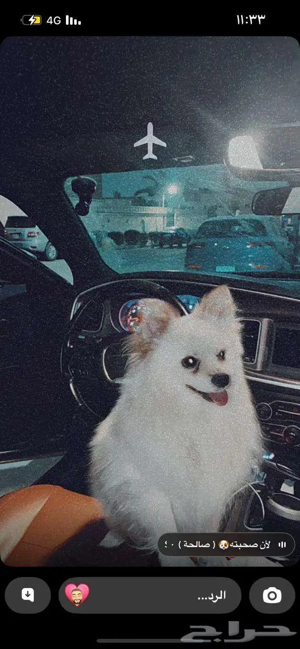 MISSING DOG POMERANIAN TAWUUN RIYADH 2