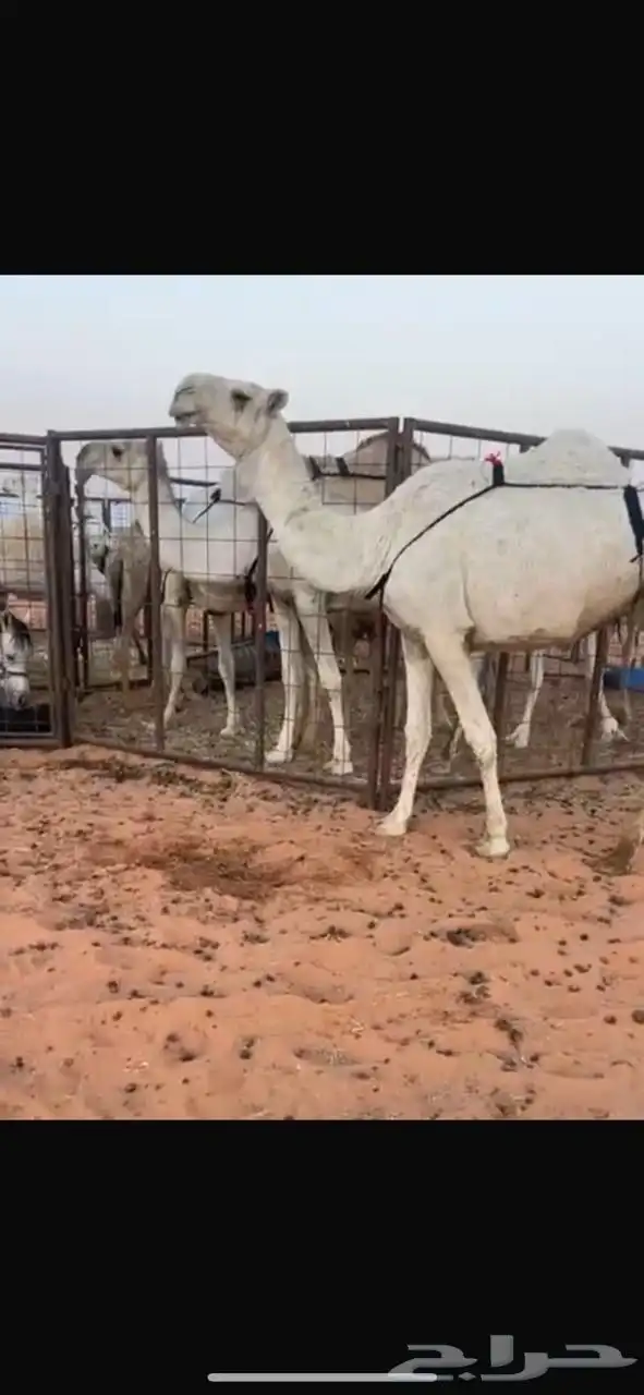 ضروبه لل البيع 2