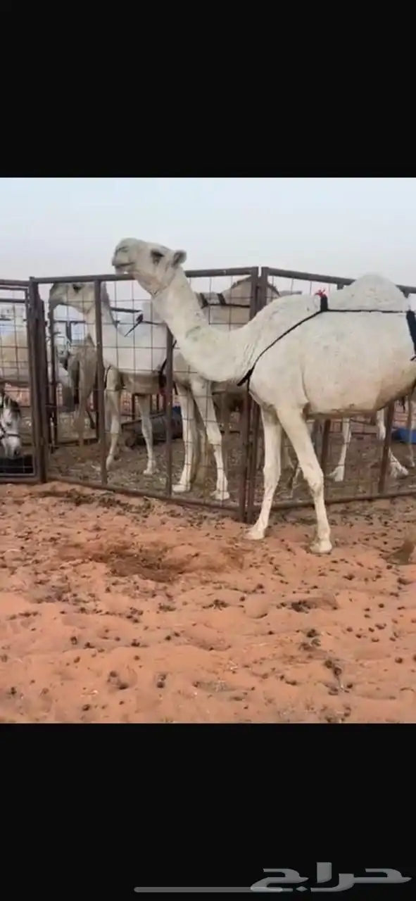 ضروبه لل البيع 0