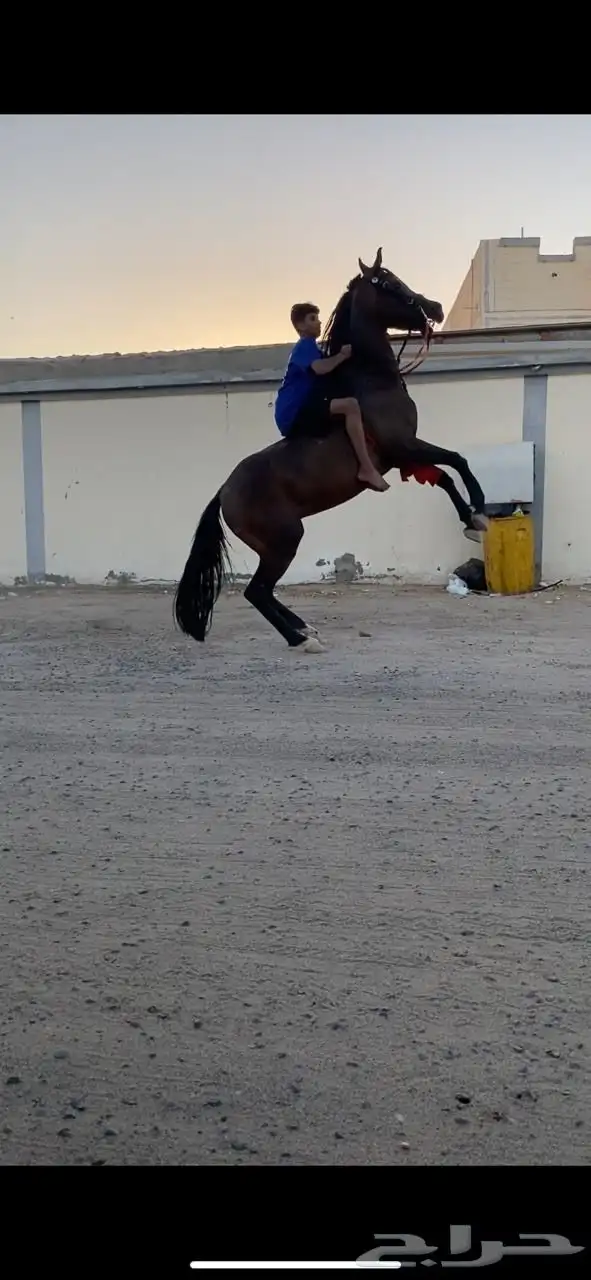 حصان شعبي 0