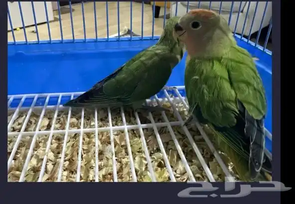 للبيع طير روز عمر صغير اليف 2