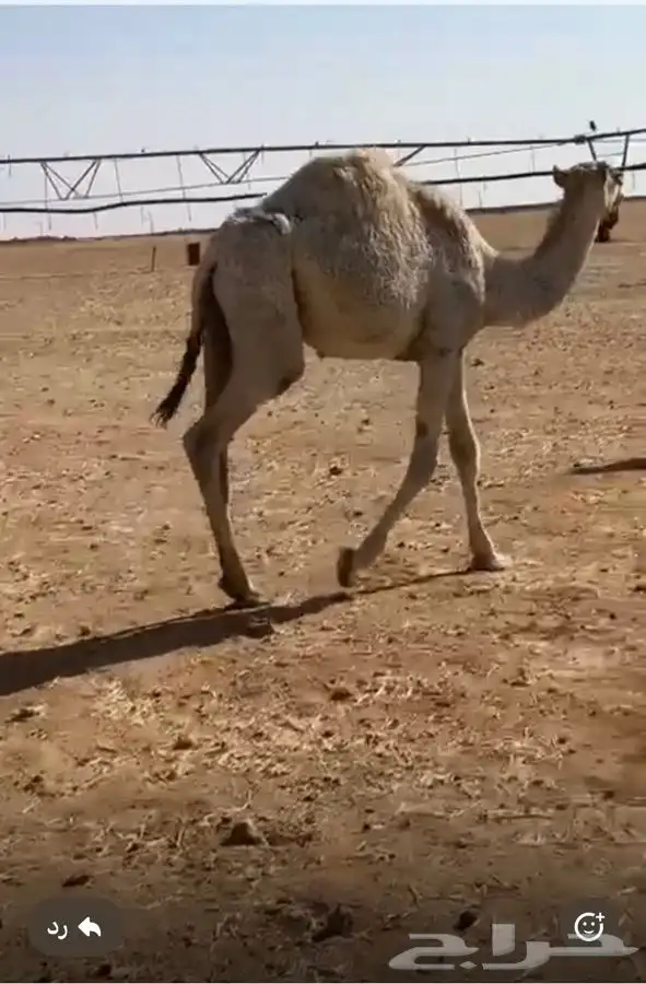للبيع حشو 1