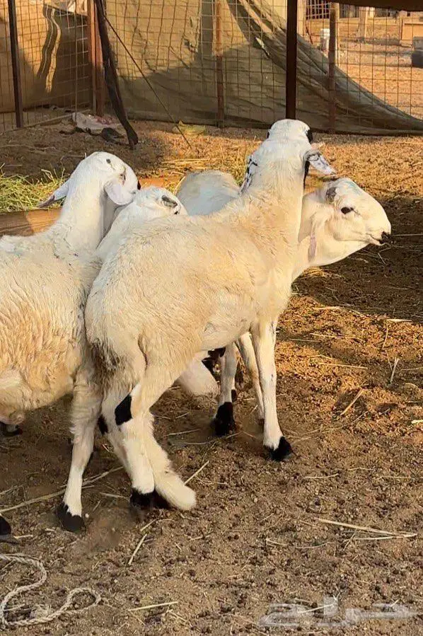 سواكني فاخر أبيض شبيه الحري في الشكل والطعم 790 فقط 0