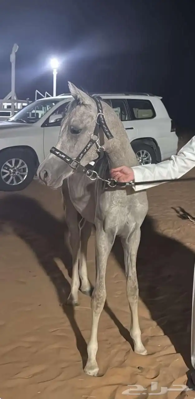 مهره شعبيه للبيع 0