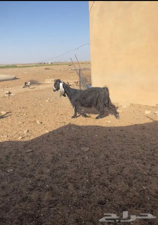 لبيع عنز 0