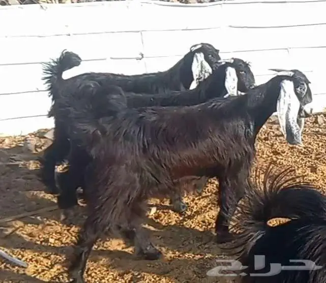 (تم البيع ) جفار عوارض صنف الي يبي يآسس مراح طيب 2