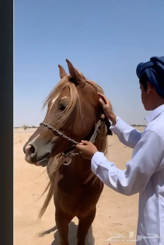حصان شعبي 1