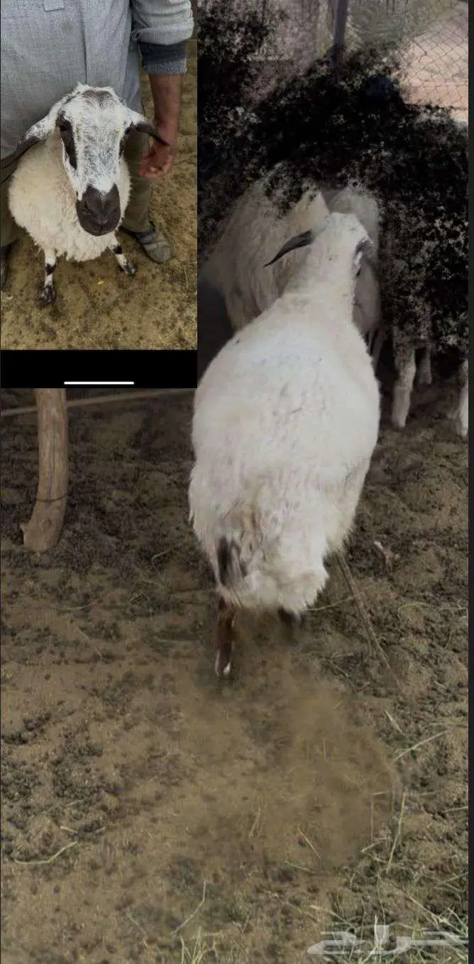 خمسة شياه رخال نعيمي غنم 3