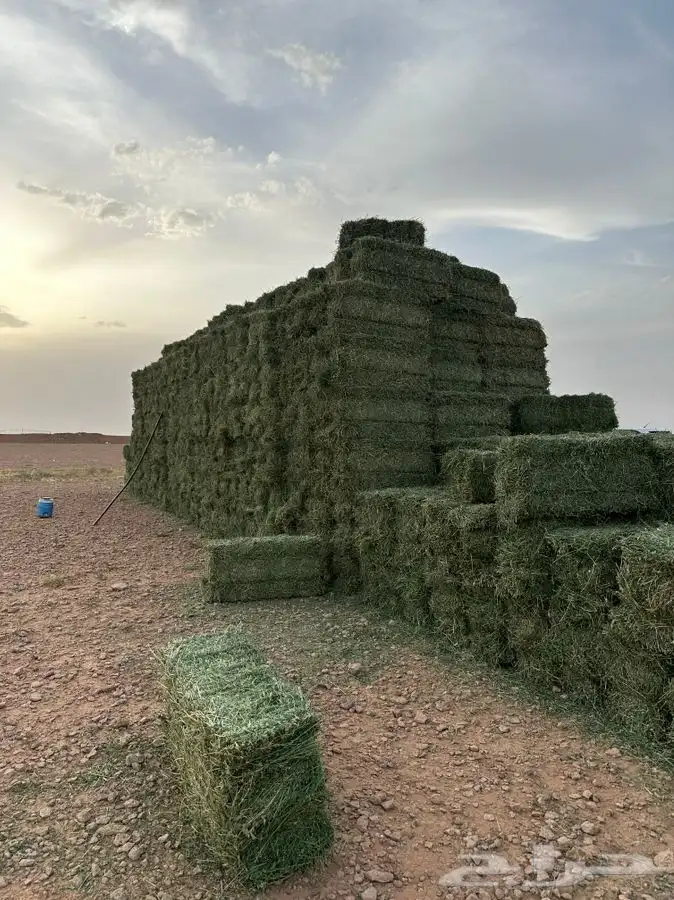 برسيم صافي 2