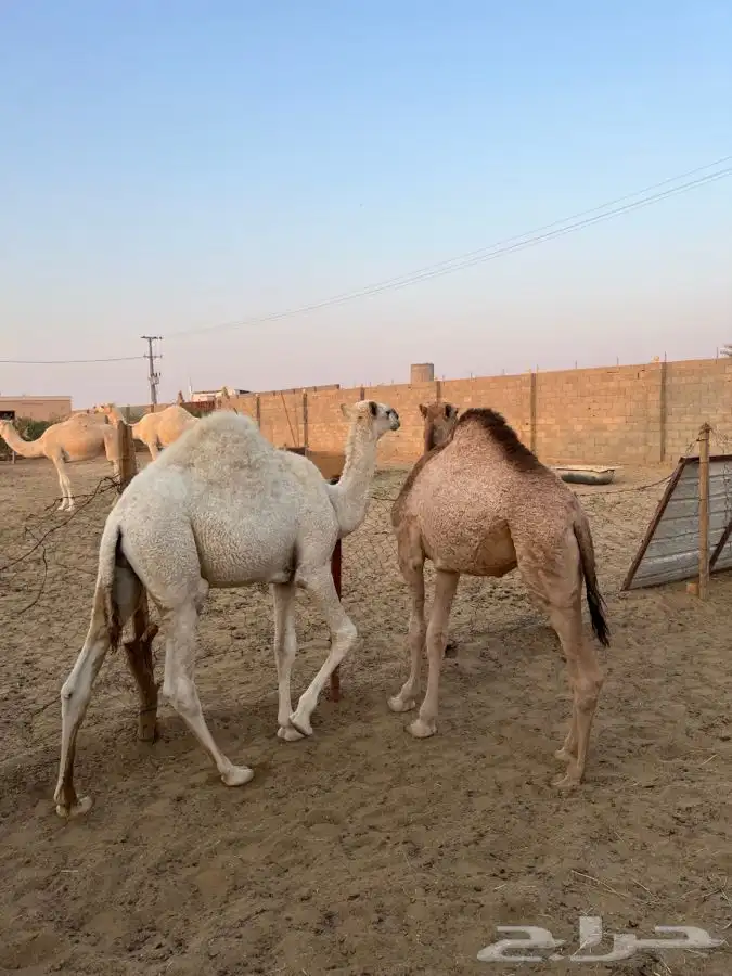 قعود وبكره العمر 9شهور سمين لباني 0