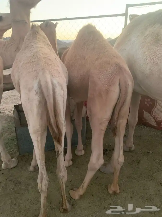 قعود مفرود 2