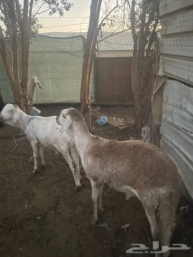 طليان سواكن 2