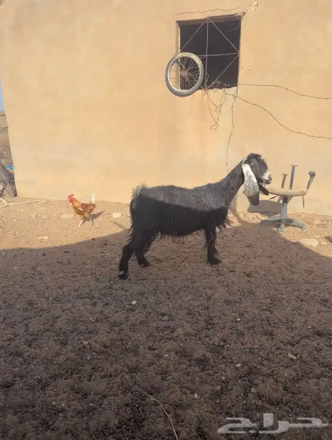 لبيع عنز 1