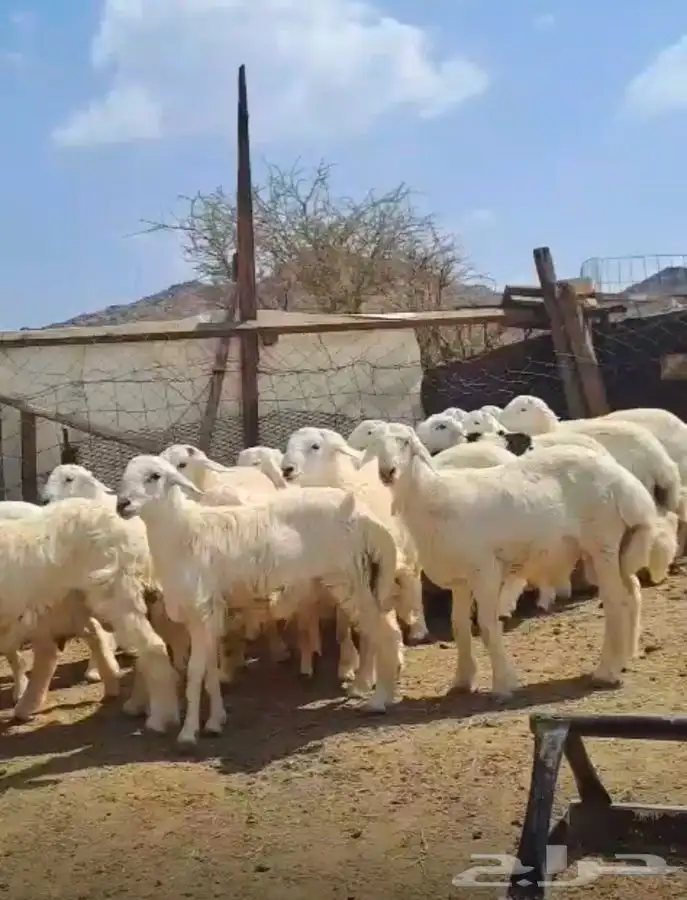 طليان طيبه العدد (20) 1