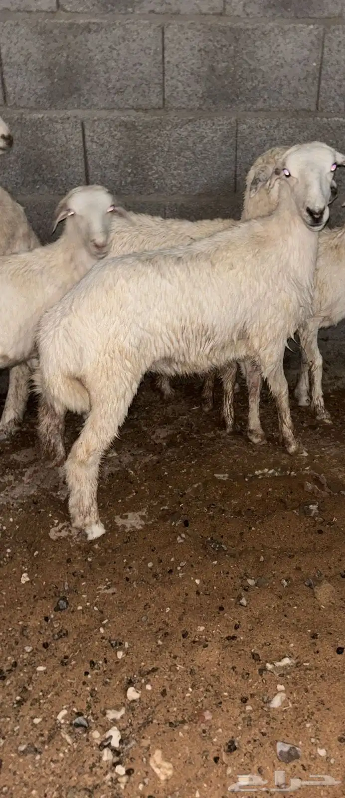 رخل مشروكة من فحل حري للبيع 0