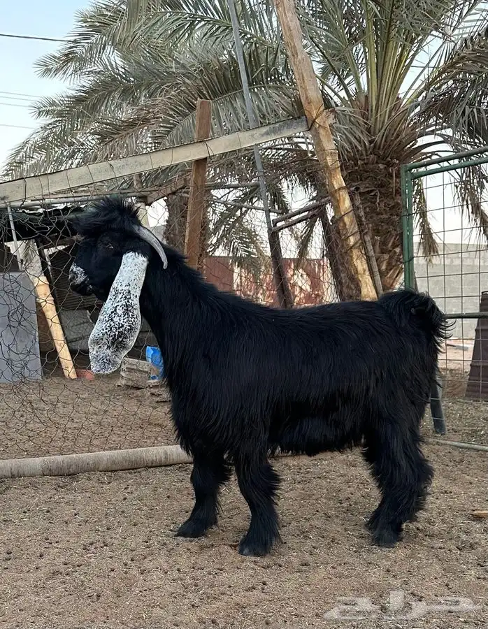 تيس عارضي طيب 0