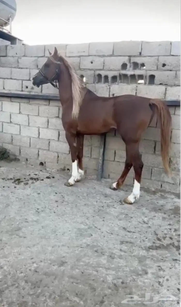 حصان شعبي 0