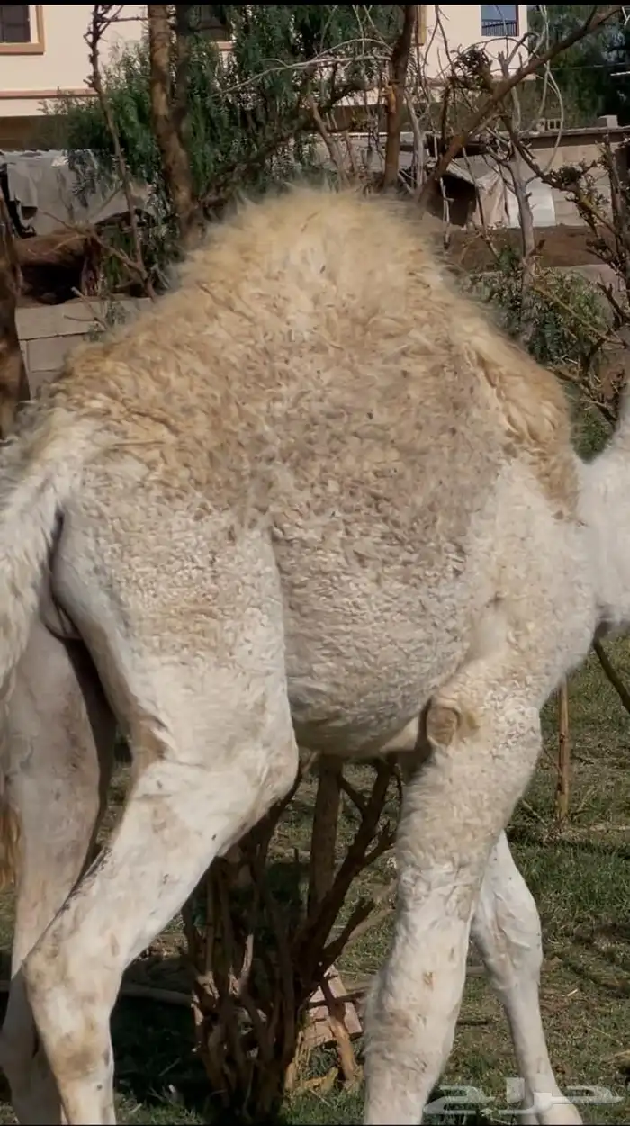 مفرود ناهي كفو للبيع اثمان 1