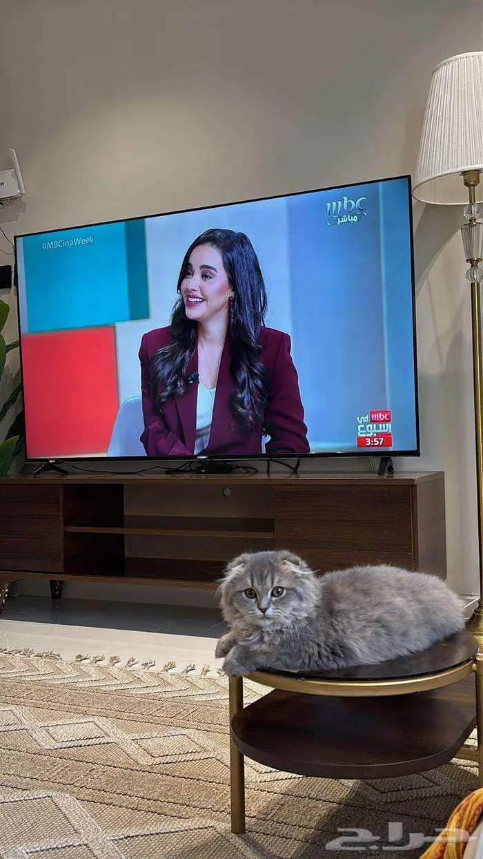 قطة سكوتش 0