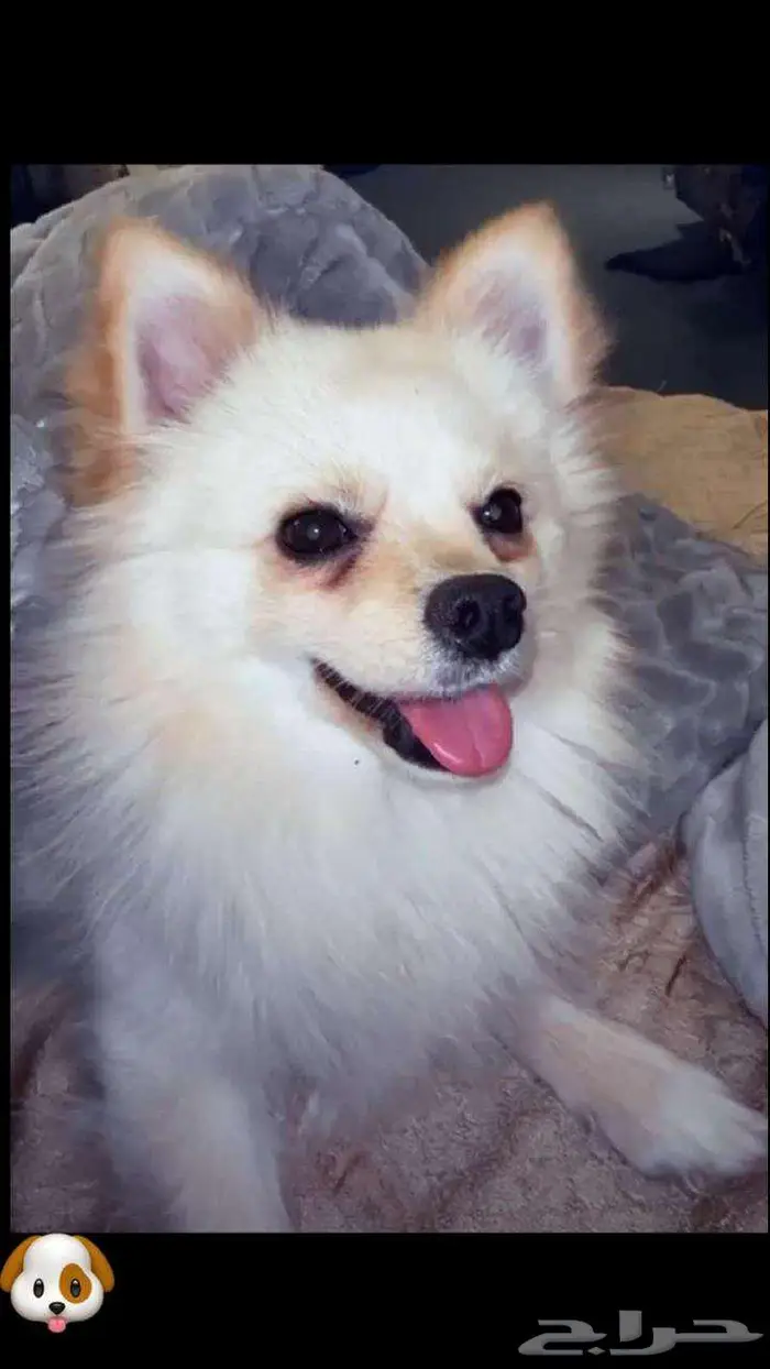 MISSING DOG POMERANIAN TAWUUN RIYADH 1