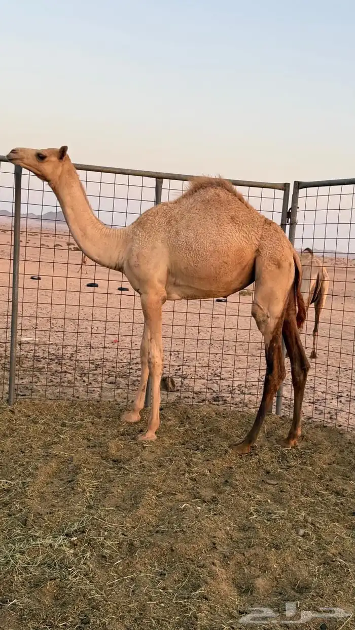 بكره بنت عز الجيش منتج سبق 3