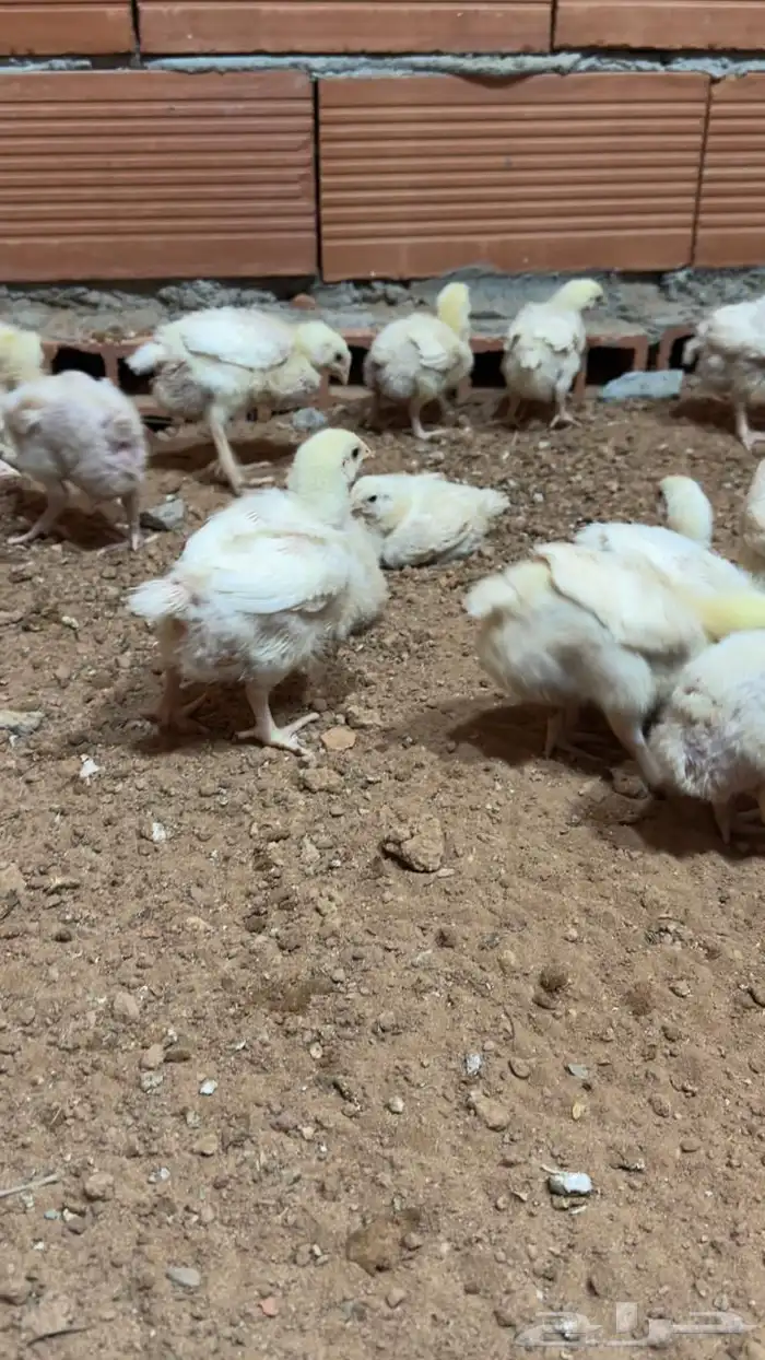 دجاج لاحم العمر اسبوعين ونص تقريبا 2